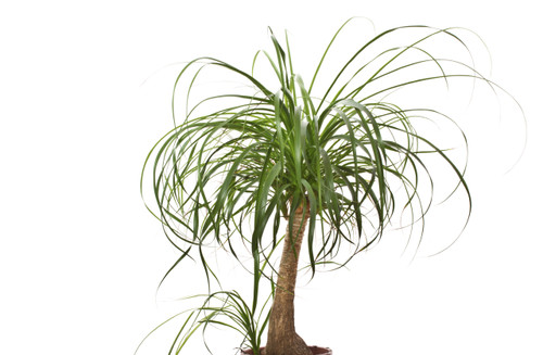 Palm Ponytail Palm
