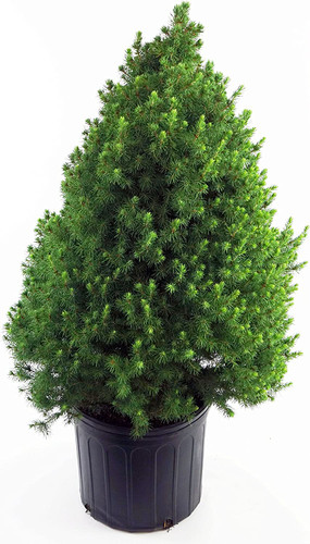 Dwarf Alberta Spruce