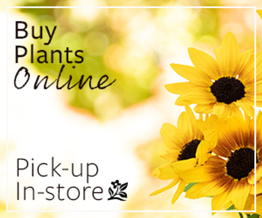 Looking for Monrovia plants?