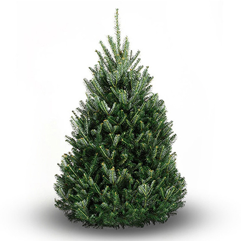 What is a Balsam Fir Christmas Tree?