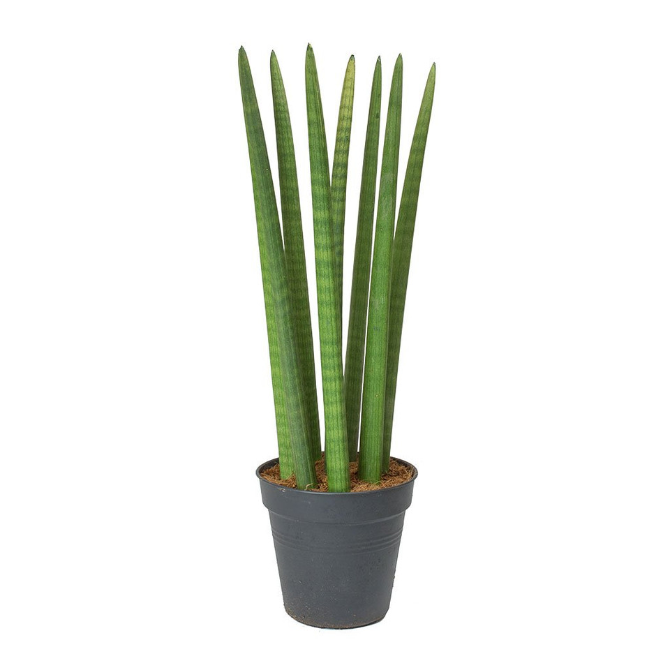 Snake Plant �Sansevieria Cylindrica� �Fan 6" Urban