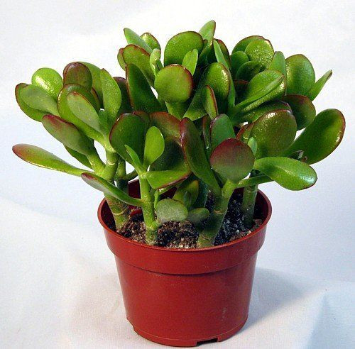 Jade Plant �Crassula ovata� 2" 4" 6" 8" 14" Urban Garden