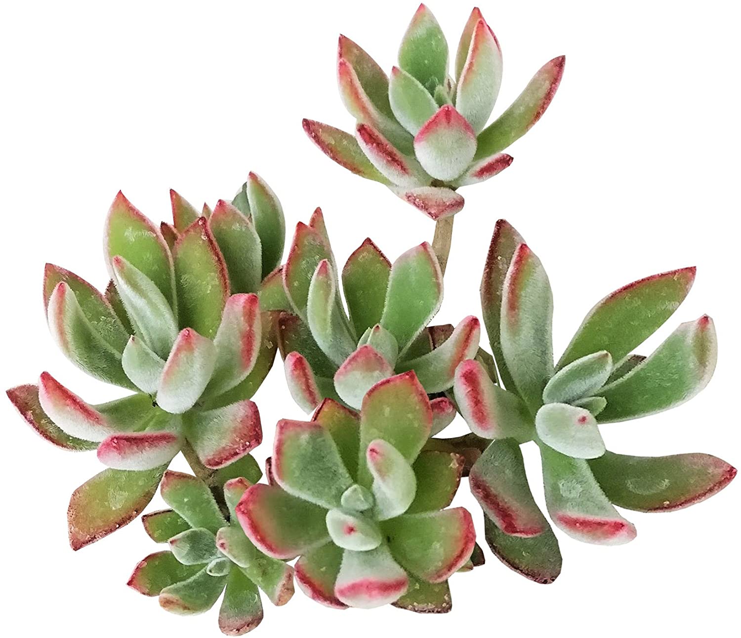 洋書 ECHEVERIA CULTIVARS 図鑑 洋書 ECHEVERIA CULTIVARS | sabotensoudanshitsu H