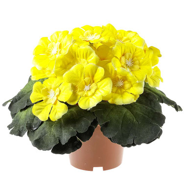 Primrose - Urban Garden Center