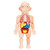 Children's organ cognition model toys, medical cognition early education model toys
