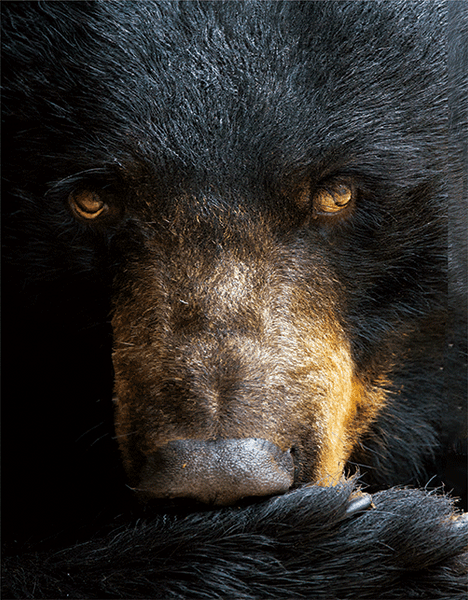 BLACK BEAR FACE BB01