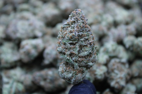 Purple Punch - Indica - 27.66% THCa
