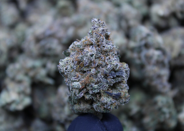 Lung Buster - Hybrid - 30.37% THCa