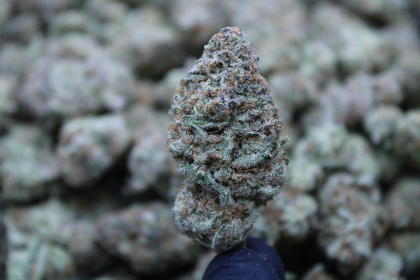 Purple Punch - Indica - 27.66% THCa