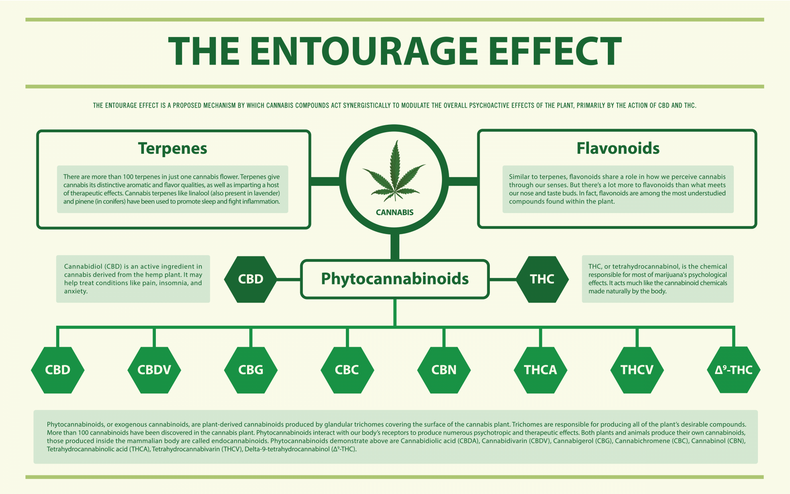 Cannabinoids and Terpenes in THCa Flower: Unlocking the Benefits and Entourage Effect