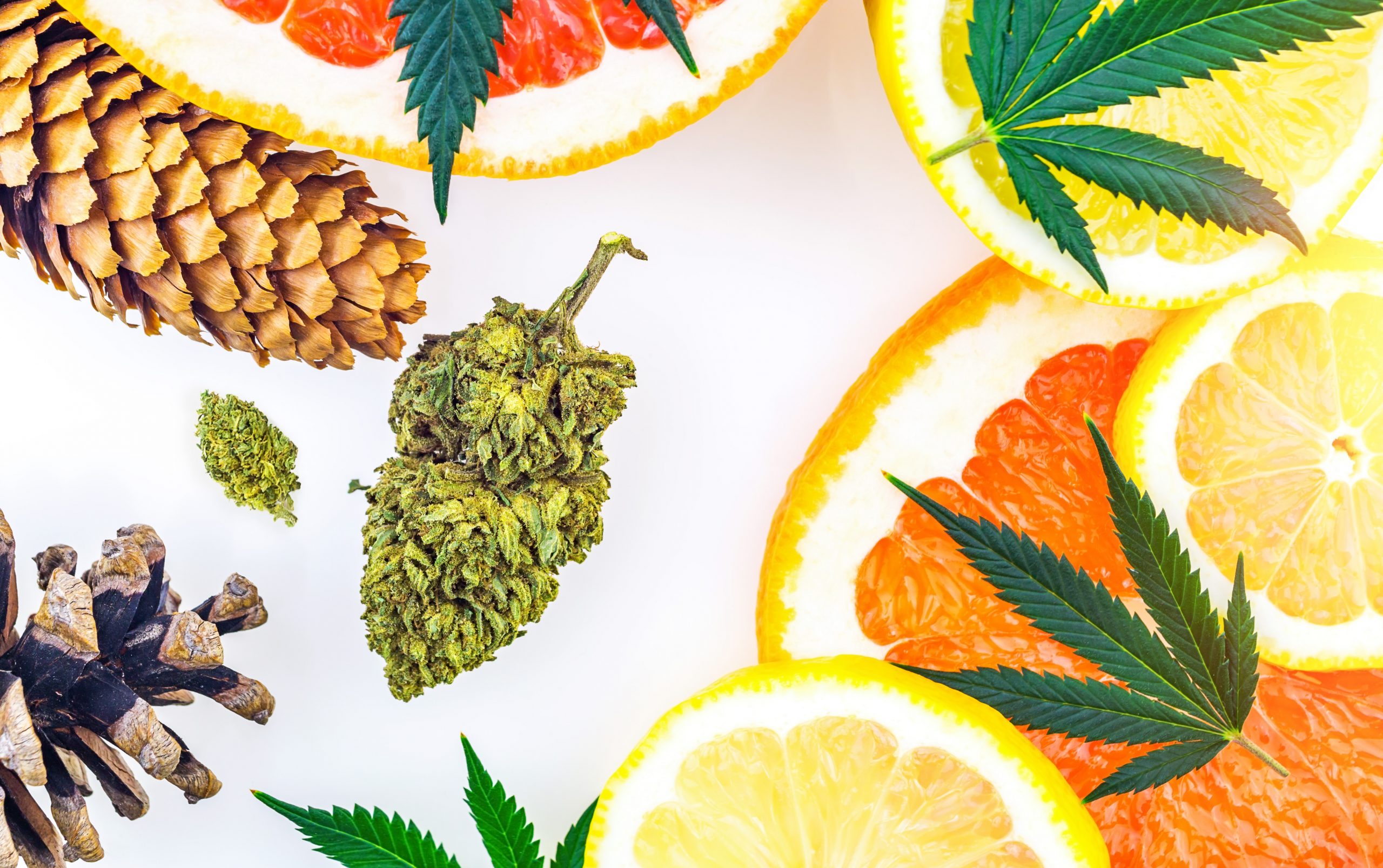Terpenes in THCa Flower Image