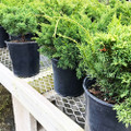 Shimpaku Juniper Pre-Bonsai (Cutting-Grown) – 5, 10, or 25 Pack