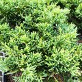 Shimpaku Juniper Pre-Bonsai (Cutting-Grown) – 5, 10, or 25 Pack