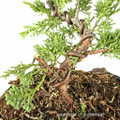 Shimpaku Juniper Pre-Bonsai (Cutting-Grown) – 5, 10, or 25 Pack