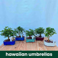 Tropical Growers Selection - Garden Center's Favorite Tropical Growers Selection - Garden Center's Favorite