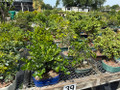 Tropical Growers Selection - Garden Center's Favorite Tropical Growers Selection - Garden Center's Favorite