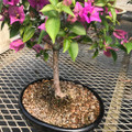 Flowering Japanese Bonsai Fertilizer - NPK 1.5-9-4.5