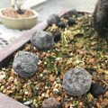 Omakase Japanese Bonsai Fertilizer Pellets. No smell, No mold, No bugs. Great choice for indoor bonsai. Available in Medium and Large Pellets.
