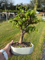 Premium Dwarf Jade Pre-Bonsai (Branching + Trunk Movement) – 5, 10, or 25 Pack