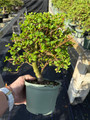 Premium Dwarf Jade Pre-Bonsai (Branching + Trunk Movement) – 5, 10, or 25 Pack