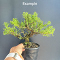 San Jose Juniper Pre-Bonsai (Trunk Movement) – 5, 10, or 25 Pack