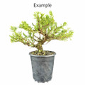 San Jose Juniper Pre-Bonsai (Trunk Movement) – 5, 10, or 25 Pack