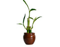 3 Lucky Bamboo with Lucky Vase Pot 3 Lucky Bamboo with Lucky Vase Pot