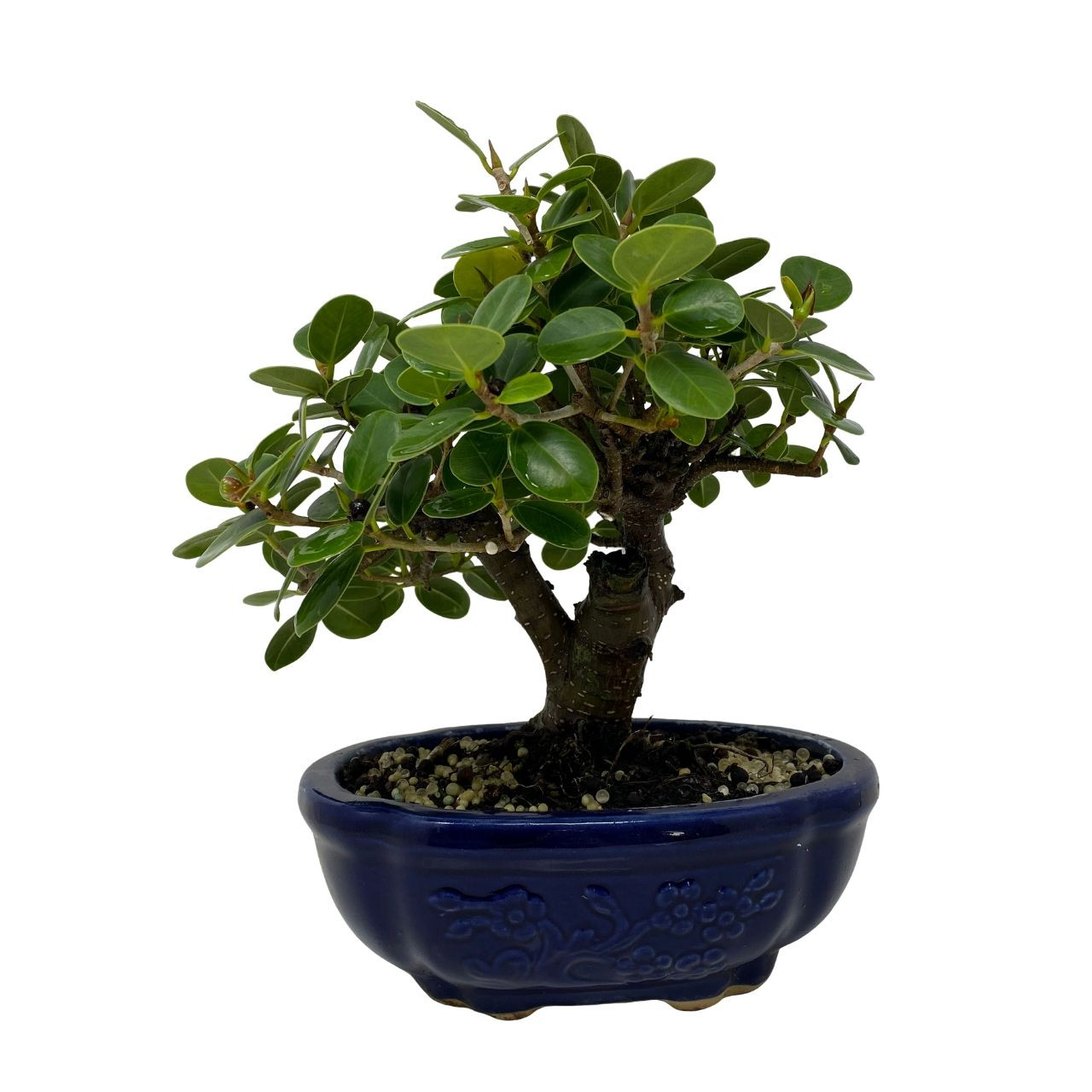 Green Island Ficus Bonsai Tree Nebgw Com