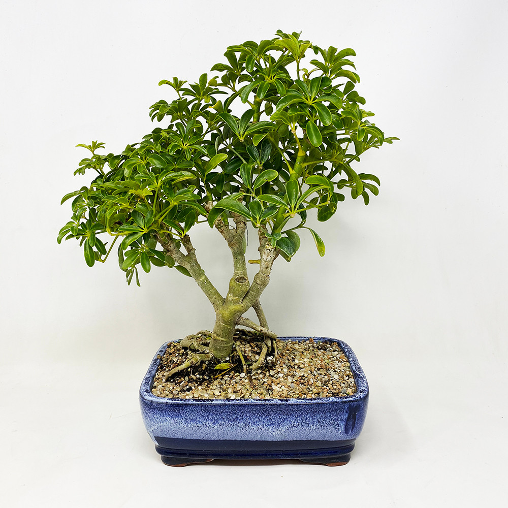 Hawaiian Umbrella Bonsai Tree At Nebgw Com