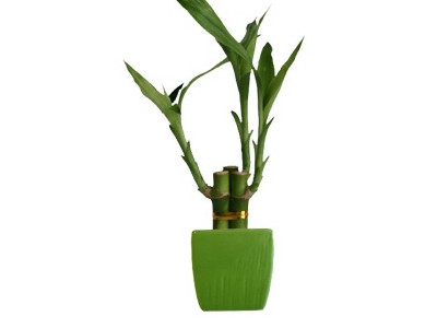 3 Lucky Bamboo With 2 5 Green Square Pot Ab260g 444 New England Bonsai Gardens Wholesale