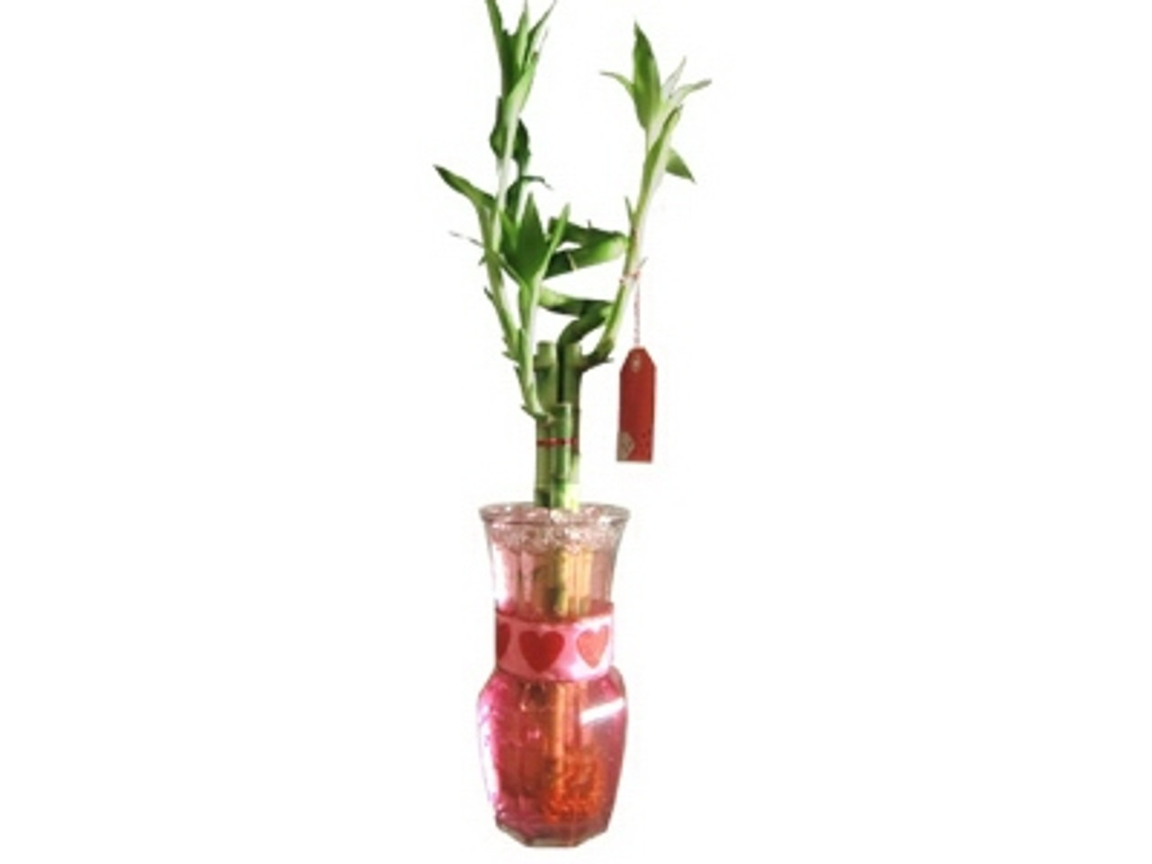 4 Lucky Bamboo With 8 5 Inch Pink Heart Glass Vase New England