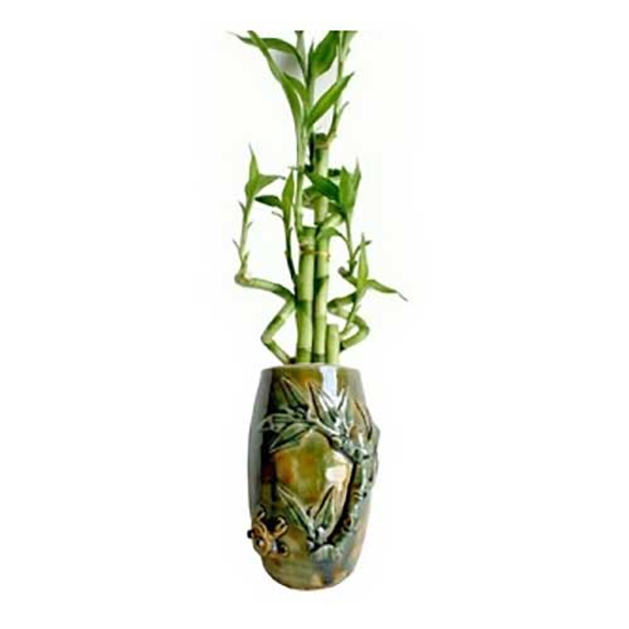 6 Lucky Bamboo With 7 Inch In Bamboo Etched Vase Buy Lucky Bamboo