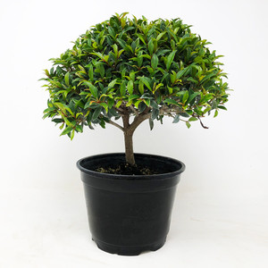 Bonsai Trees Wholesale New England Bonsai Gardens