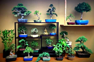 Tropical Growers Selection - Garden Center's Favorite