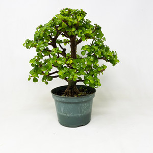 Pre-Bonsai Dwarf Mini Jades (10, 25, or 50 Packs)