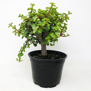 SMALL Dwarf Jade Pre-Bonsai (Portulacaria afra) – 5, 10, or 25 Pack