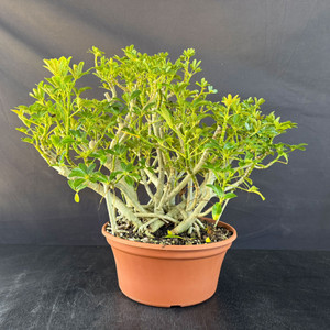 Banyan-Style Hawaiian Umbrella Pre-Bonsai (10" Pot) – Florida Grown