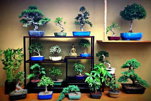 Tropical Growers Selection - Garden Center's Favorite