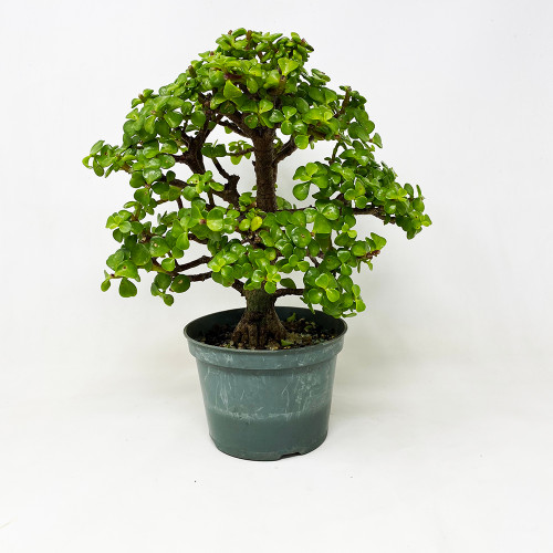 Pre-Bonsai Dwarf Mini Jades (10, 25, or 50 Packs) Pre-Bonsai Dwarf Mini Jades (10, 25, or 50 Packs)
