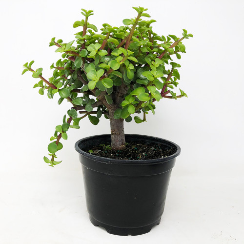 SMALL Dwarf Jade Pre-Bonsai (Portulacaria afra) – 5, 10, or 25 Pack