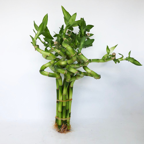 How to Create Your Own Spiral Lucky Bamboo - Laidback Gardener