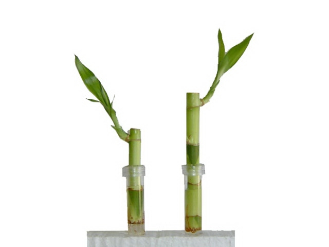 Assemble Lucky Bamboo in Test Tube