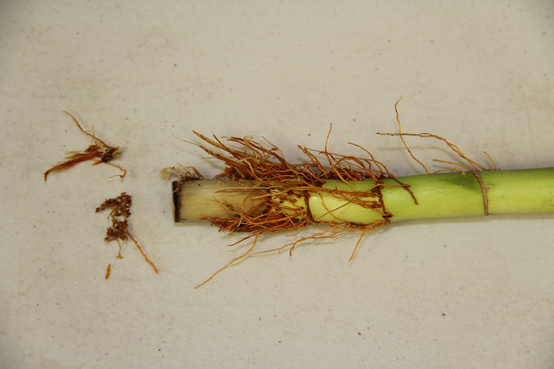 Lucky bamboo turning yellow - New England Bonsai