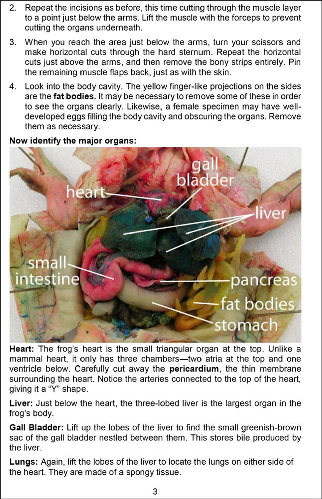 Frog Dissection Guide Home Science Tools
