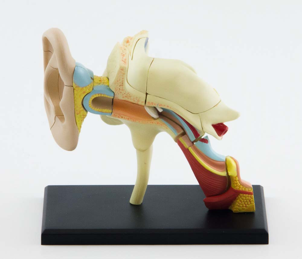 4D Human Anatomy Ear Model