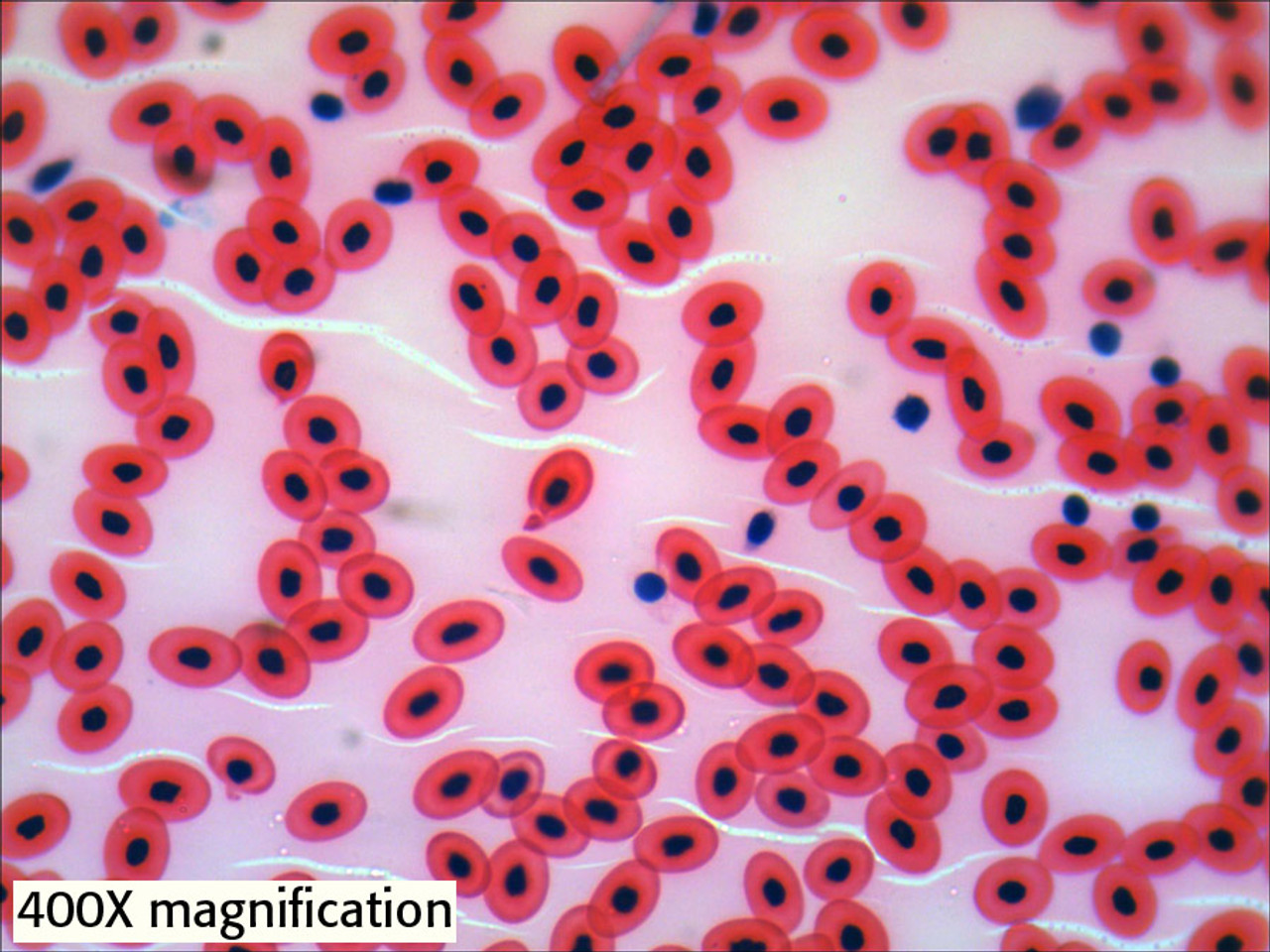 Frog Blood Slide, smear | Home Science Tools