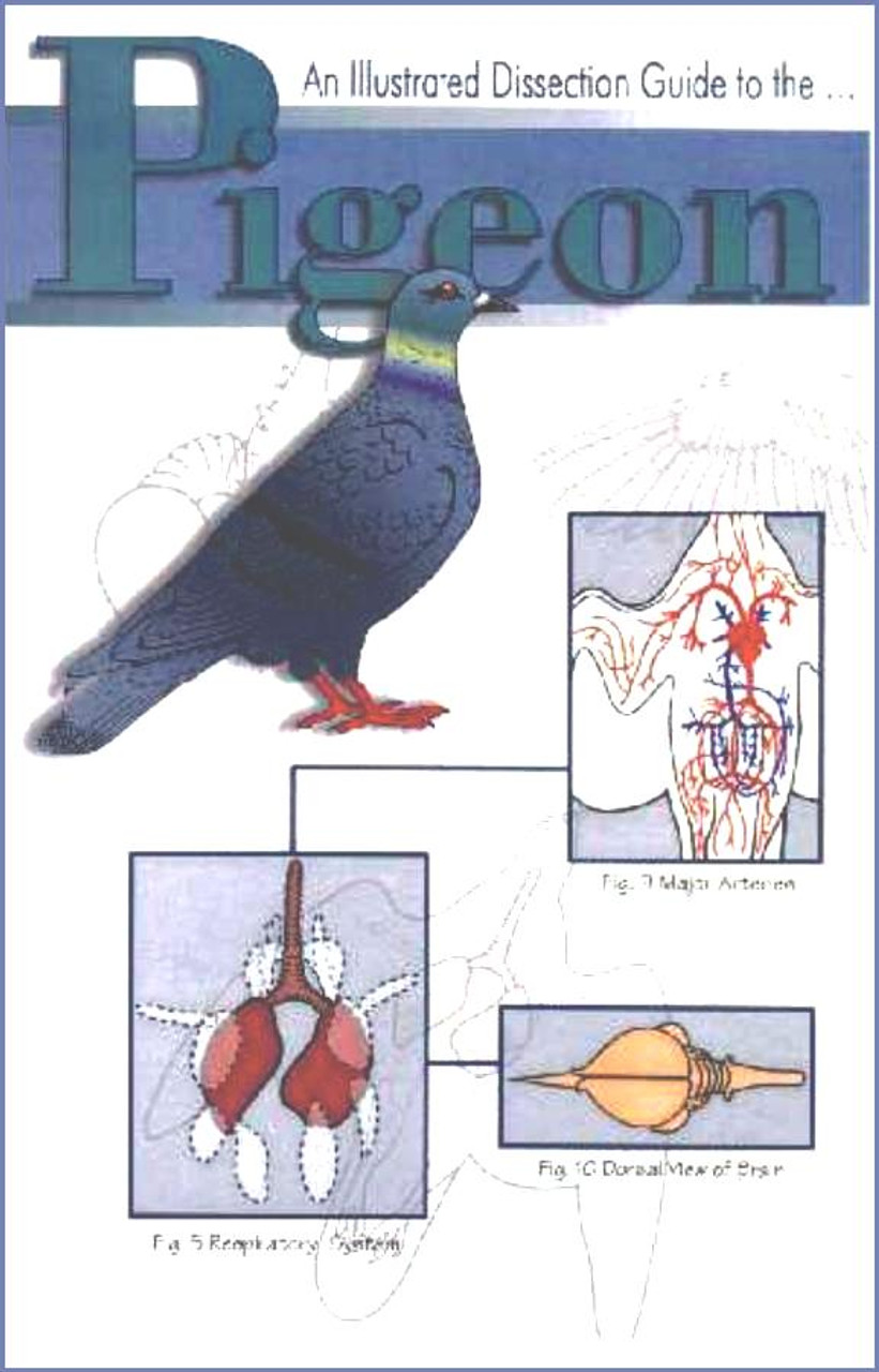 Pigeon dissection guide