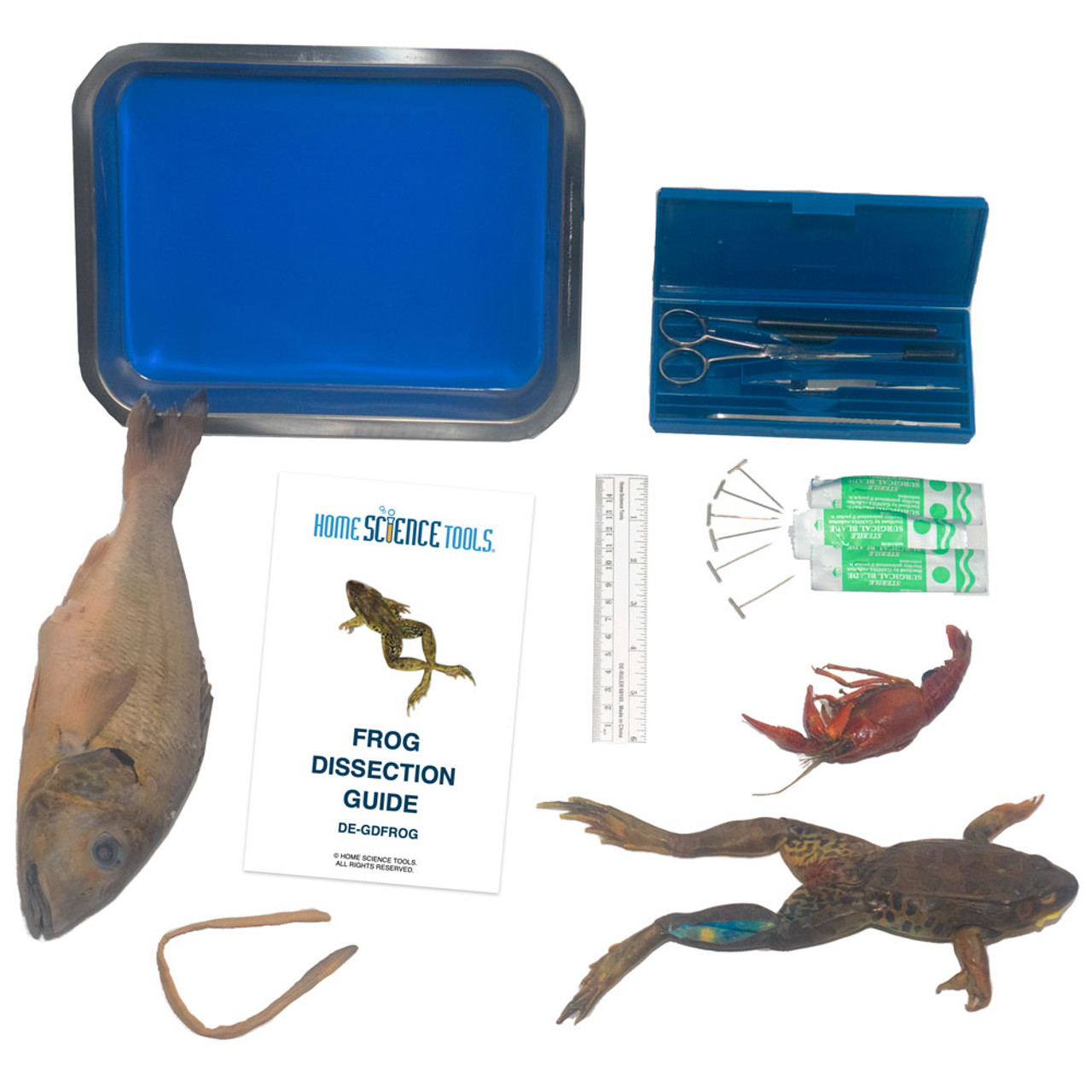 Worm Dissection Science Kit for Biology, Set of 100 Home Science Tools