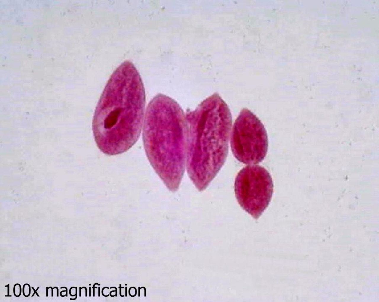 binary fission in paramecium