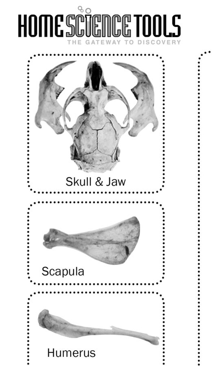 Hands-On Owl Pellet Dissection (FREE PROGRAM) — Wolf Gap